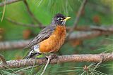 American Robin